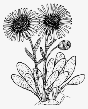 Drawn Wildflower Daisy Flower - Daisies Clipart Black And White