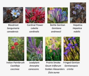 Various Native Wildflowers - Native Plants In Iowa