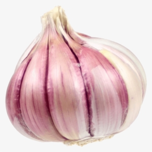 Growing Garlic - One Garlic