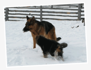 Old German Breed Sporting Group Hunde - Old German Shepherd Dog