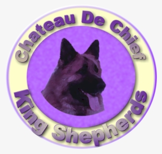 King Shepherd Dog - King Shepherd