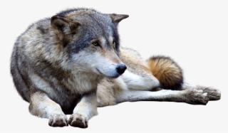 Download Wolf Png Transparent Images Transparent Backgrounds - Dog Yawns