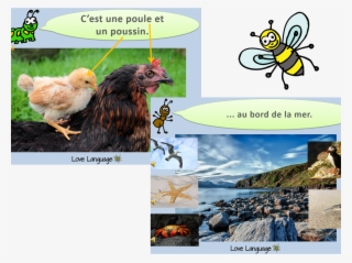 French Living Things - Honeybee