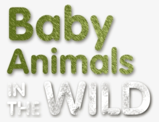 Baby Animals In The Wild - Graphic Design