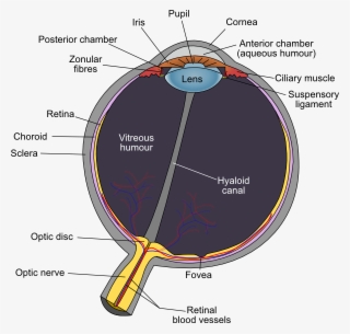 Human Eye Clip Art - Eye Diagram Optic Disc