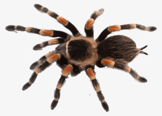 Png Images Of Spider