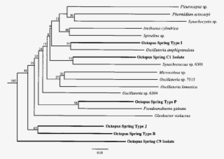 Distance Matrix Phylogenetic Tree Illustrating The - Octopus Phylogenetic Tree