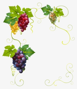 Creative Grape Vines Design- Grape Png Image & Grape - Grapes Vector