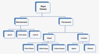 Image Showing Classification Of Plant Tissues - Classification Of Plant Tissue
