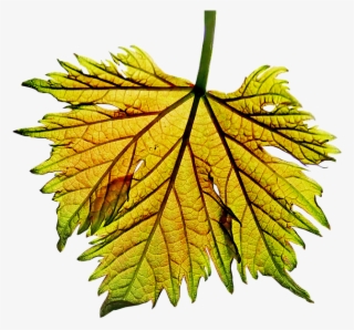 Black Maple
