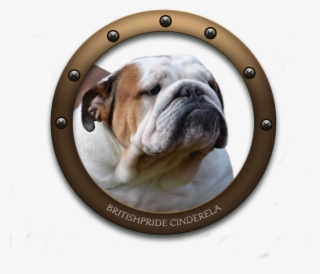 Simplydoor Patty Labelle Britishpride Cinderella Nobozz - Australian Bulldog