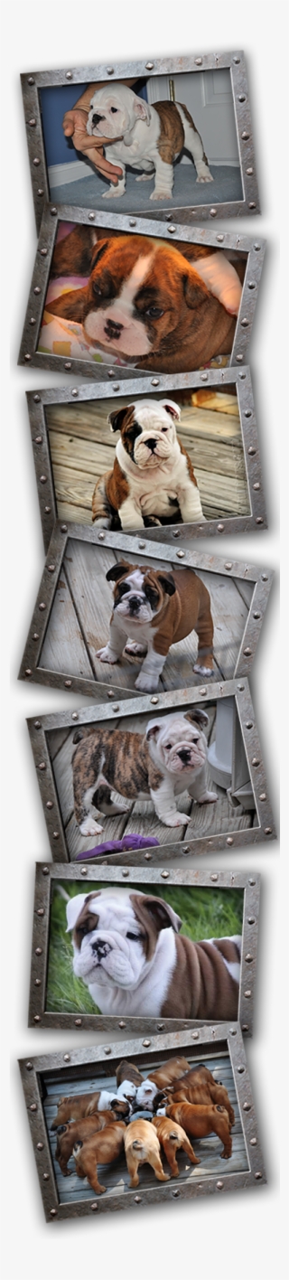 When It Comes To Placing Our Puppies With New Families, - Olde English Bulldogge