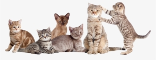 Group Of Cats