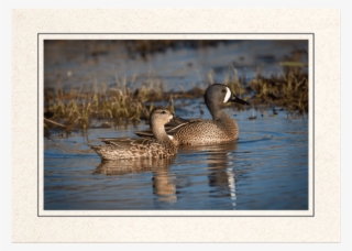 Mr & Mrs Teal - Blue Winged Teal