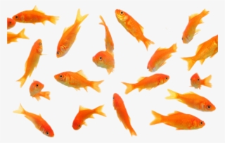 Fish Sticker - Transparent Background Gold Fish Png