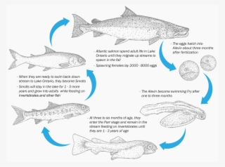 The Atlantic Salmon Life Cycle - Trout Transparent PNG - 1920x1433 ...