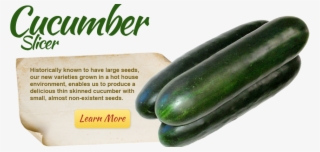 Slicer Cucumber - Cucumber