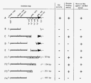 Effects Of Deletion In The Dei Gene - Number