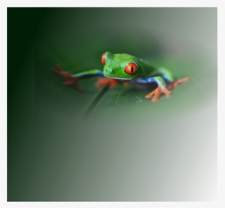 Frog Desktop