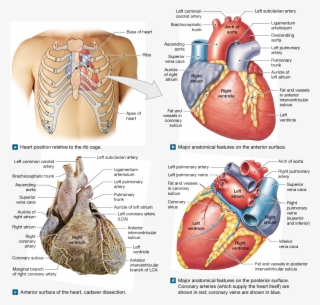 The Heart Is A Four-chambered Organ That Pumps Blood - Heart