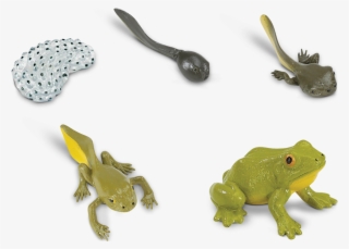 Life Cycle Of A Frog - Life Cycle Of A Frog Toy