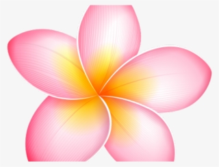 Plumeria Clipart Yellow - Pink Tropical Flower Png