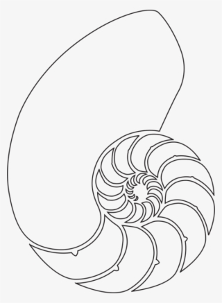 549 X 750 4 - Nautilus Shell Drawing