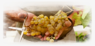 White Wine Fermentation Is Done With Crushed Grapes - Seedless Fruit