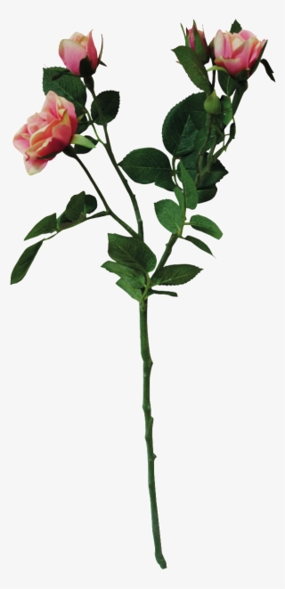 Ramo De Flores De Color Rosa Con Un Png Transparente - Rosa Rugosa