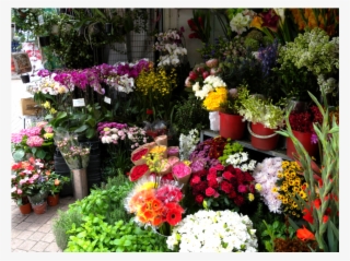 ¿cuánto Cuestan Las Flores Para El Día De La Primavera - Flores Por La Primavera