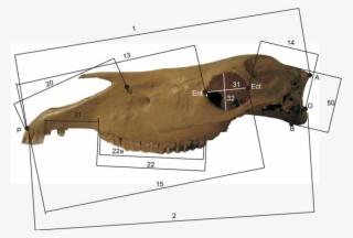 Osteometric Mandible Measurements Of Early Medieval - Diagram
