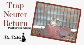 Trap Neuter Return Programs Of Feral Cats - Queen Mum
