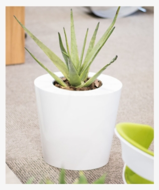 Bertin - Flowerpot