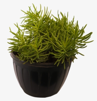 Sedum Angelina Green - Flowerpot