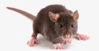 For Self-defense, Rats Are Nocturnal And Become Active - Rat On White Background