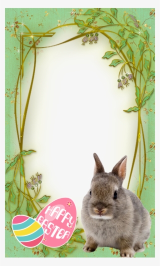 Easter Bunny Png Frame