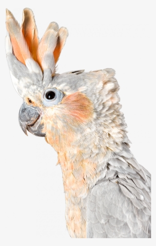 What Is The Difference Between A Cockatiel And A Cockatoo - Difference Between Cockatoo And Cockatiel