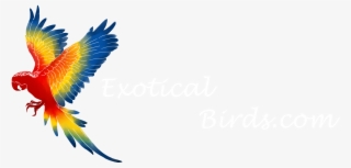 Exotical Birds - Brazilian Bird Png