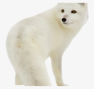Arctic Fox Clipart Transparent - Baby Arctic Fox