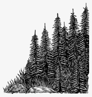 Colorado Spruce
