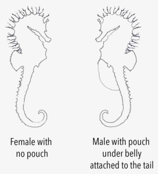 Sex Seahorse Chart - Line Art