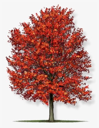 Expand Image - Acer Rubrum Red Maple Tree