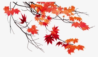 Beautiful Leaf Color Leaves Autumn Maple Clipart - Осенние Листья На Прозрачном Фоне