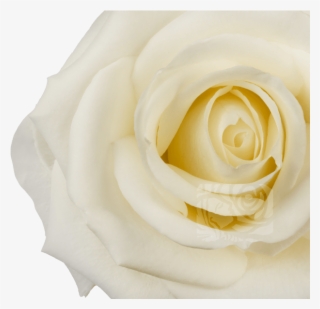 White Roses - Floribunda