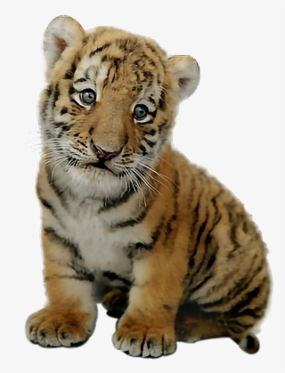 Report Abuse - Picsart Baby Tiger Png
