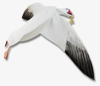 Image Of The Sillosocks Snow Goose Flapper - Albatross