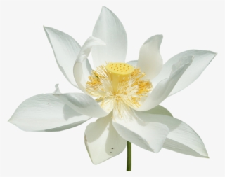 The Collection "white Lotus Resort 3" From White Lotus - Sacred Lotus