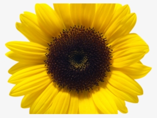 Sunflower Clipart Clear Background - Sunflower Png