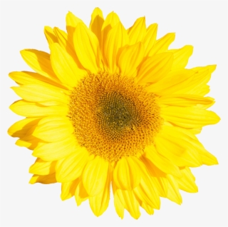 Png File Size - Sunflower Single