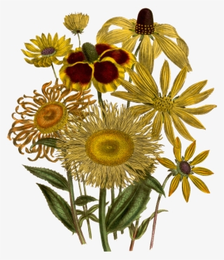 Watercolor Flower - Botanical Illustration